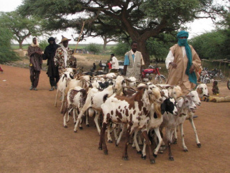 04 Berger Avec Son Troupeau De Chevres